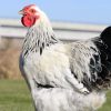 Columbian Wyandotte  (Chicks/Females)