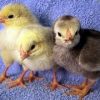 Columbian Wyandotte  (Chicks/Females)