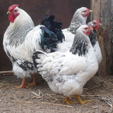 Columbian Wyandotte  (Chicks/Females)