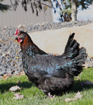 Copper Rock Maran (Chicks/Females)