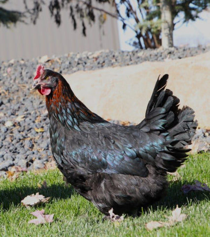 Copper Rock Maran (Chicks/Females)