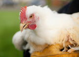 Alaska Grown Broilers Cornish Cross - Adult-finished, ready to process - Deposit