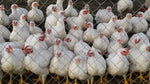 Alaska Grown Broilers Cornish Cross - Adult-finished, ready to process - Deposit