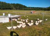 Alaska Grown Broilers Cornish Cross - Adult-finished, ready to process - Deposit