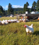 Alaska Grown Broilers Cornish Cross - Adult-finished, ready to process - Deposit