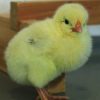 Delaware  (Chicks/Females)