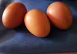 Dominant Copper (Chick/Females)