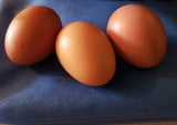 Dominant Copper (Chick/Females)