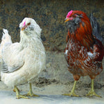 Ameraucana  (Chicks/Females)