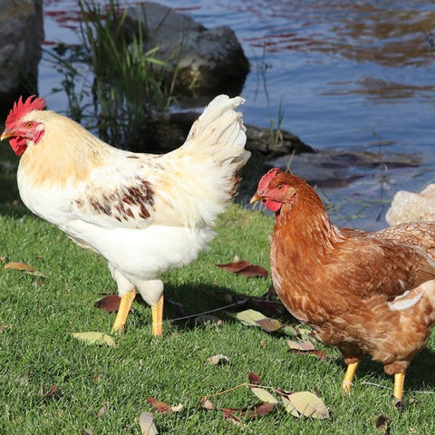 Golden Sex Link/Bovine  (Chicks/Females)