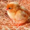 Golden Sex Link/Bovine  (Chicks/Females)