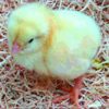 Golden Sex Link/Bovine  (Chicks/Females)