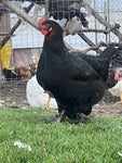 Alaska Grown Pullets/Females - 16 weeks Old - Dominant Copper