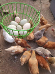 ColorPack Egg Layer (Chick/Females)