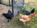 ColorPack Egg Layer (Chick/Females)
