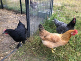 ColorPack Egg Layer (Chick/Females)