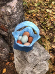 ColorPack Egg Layer (Chick/Females)