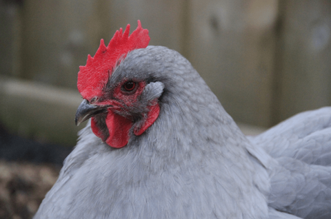 Lavender Orpington (Chicks/Straight Run Only)