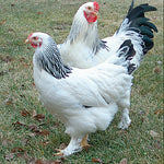 Light Brahma (Chicks/Females)