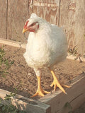 Alaska Grown Broilers Cornish Cross - Adult-finished, ready to process - Deposit