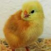 New Hampshire Red (Chicks/Females)