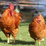New Hampshire Red (Chicks/Females)