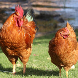 New Hampshire Red (Chicks/Females)
