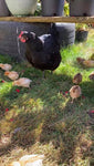 ColorPack Egg Layer (Chick/Females)