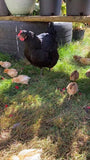 ColorPack Egg Layer (Chick/Females)