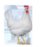 NOVOgen White (Chicks/Females)