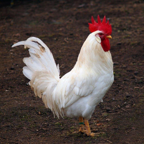 NOVOgen White (Chick/Males/Rooster)