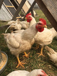 Alaska Grown Broilers Cornish Cross - Adult-finished, ready to process - Deposit