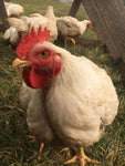 Alaska Grown Broilers Cornish Cross - Adult-finished, ready to process - Deposit