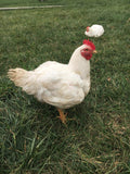 Alaska Grown Broilers Cornish Cross - Adult-finished, ready to process - Deposit