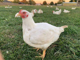 Alaska Grown Broilers Cornish Cross - Adult-finished, ready to process - Deposit