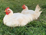 Alaska Grown Broilers Cornish Cross - Adult-finished, ready to process - Deposit