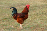 Rhode Island Red (Chick/Males/Rooster)