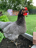 Blue Sapphire Plymouth Rock (Chick/Females)