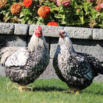 Silver Laced Wyandotte (Chicks/Females)