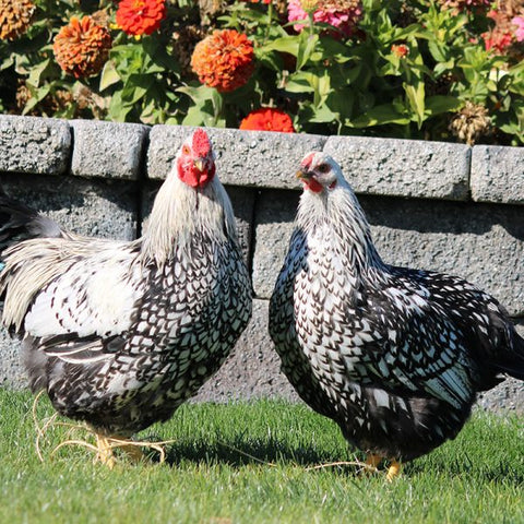 Silver Laced Wyandotte (Chicks/Females)