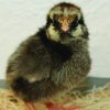Silver Laced Wyandotte (Chicks/Females)