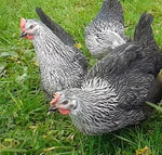 Silver Laced Sussex (Chick/Females)