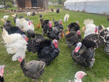 Broad Breasted White (Turkey/Poult/Straight Run)