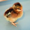 Welsummer (Chicks/Females)