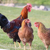 Welsummer (Chicks/Females)