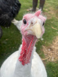Broad Breasted White (Turkey/Poult/Straight Run)