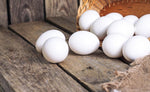White Leghorn (Chick/Females)