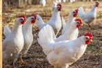 White Leghorn (Chick/Females)