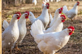 White Leghorn (Chick/Females)