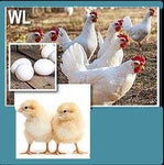 White Leghorn (Chick/Females)